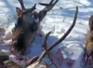 Одного из причастных к убийству оленей на Сахалине задержала полиция
